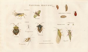 Forskellige insektarter fra cikade- og insektfamilierne