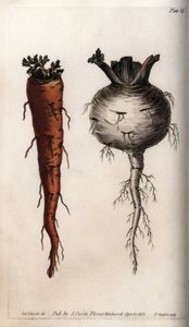 Grøntsagsrødder: gulerod og majroe. Farvet kobberstik, illustration af Sydenham Edwards (1768-1819) til Conferences of Botanical, Botanical Garden of Lambeth (England)
