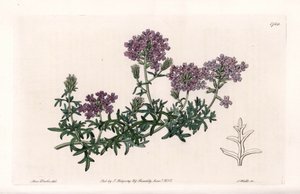 Verbena multifide - graveret af S. Watts, fra en illustration af Sarah Anne Drake (1803-1857), fra Botanical Register of Sydenham Edwards (1768-1819), England af Sydenham Teast Edwards