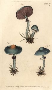 Verdigris-svamp eller irgesvamp, Stropharia aeruginosa, Svampe, Cryptogamia. Håndfarvet kobberstik af F. Sansom af en botanisk illustration af Sydenham Edwards til William Curtis