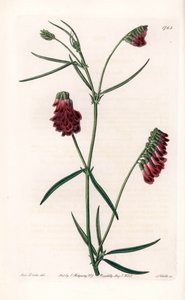 Vesces Variete - Plade graveret af S.Watts, efter en illustration af Sarah Anne Drake (1803-1857), fra Sydenham Edwards