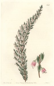 Vesicular Epiary, oprindeligt fra Europa - Water forte af S. Watts fra en illustration af Sarah Anne Drake (1803-1857), fra det botaniske register af Sydenham Teast Edwards