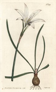 Virginia Amaryllis - Atamasco lilje, Zephyranthes atamasco (Amaryllis atamasco) - Håndfarvet kobberstik af Sansom efter en illustration af Sydenham Edwards fra William Curtis