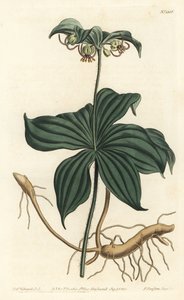 Virginia Medeole eller vild agurk - indisk agurk, Medeola virginiana. Håndfarvet kobberstik af F. Sansom Jr. efter en illustration af Sydenham Edwards fra William Curtis