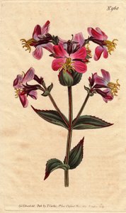 Virginia rhexia, med lilla og lyserøde blomster Virginian rhexia, med farverige pink og lilla blomster. Rhexia virginica. Håndfarvet kobberstik fra en botanisk illustration af Sydenham Edwards fra William Curtis