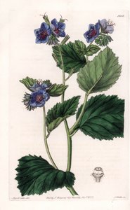 Viscous Phacelia - Plade graveret af S.Watts, fra en illustration af Sarah Anne Drake (1803-1857), fra Botanical Register of Sydenham Edwards (1768-1819), England af Sydenham Teast Edwards