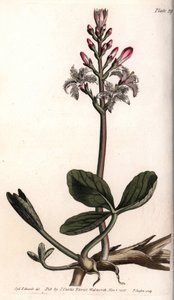 Vand trefle eller menyanthe vand trefle. Farvet kobberstik, illustration af Sydenham Edwards (1768-1819) til Conferences of Botanical, Botanical Garden of Lambeth (England) af Sydenham Teast Edwards
