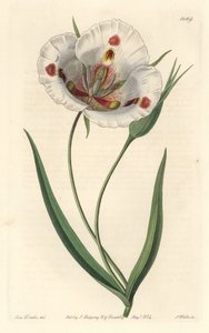 Hvidblomstret calochorte (mariposa), hjemmehørende i Californien - Plettet calochortus eller sommerfugl mariposa lilje, Calochortus venustus, hjemmehørende i Californien - Håndfarvet kobberstik af S. Watts efter en illustration af Miss Drake, fra Sydenham  af Sydenham Teast Edwards