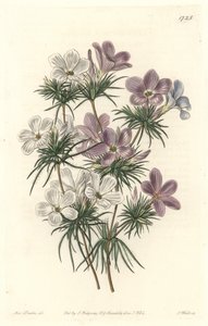 White and Purple Leptosiphon - Strong Water af S. Watts fra en illustration af Sarah Anne Drake (1803-1857), fra det botaniske register af Sydenham Teast Edwards