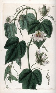 Hvid blomst passionflower - Indgraveret tavle af S.Watts, fra en illustration af Sarah Anne Drake (1803-1857), fra Botanical Register of Sydenham Edwards (1768-1819), England af Sydenham Teast Edwards