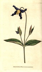 Helbladsklematit - helbladet klematis eller jomfrubuket, Clematis integrifolia. Håndfarvet kobberstik efter en botanisk illustration fra William Curtis