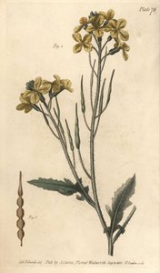 Vild radise, Raphanus raphanistrum, Siliquosa. Håndfarvet kobberstik af F. Sansom af en botanisk illustration af Sydenham Edwards til William Curtis