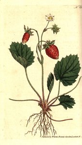 Vilde jordbær, Fragaria vesca (En-bladet jordbær eller jordbær fra Versailles, Fragaria monophylla). Håndfarvet kobberstik efter en botanisk illustration fra William Curtis