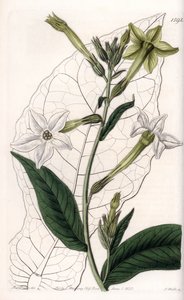 Vingetobak eller prydtobak - Tallerken indgraveret af S.Watts, fra en illustration af Sarah Anne Drake (1803-1857), fra Botanical Register of Sydenham Edwards (1768-1819), England af Sydenham Teast Edwards