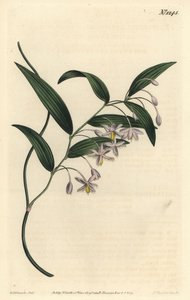Wombatbær eller bredbladet eustrephus, Eustrephus latifolius. Håndfarvet kobberstik af F. Sansom Jr. efter en illustration af Sydenham Edwards fra William Curtis