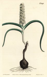 Wurmbea monopetala (mangeblomstret melanthium, Melanthium monopetalum). Håndfarvet kobberstik af F. Sansom Jr. efter en illustration af Sydenham Edwards fra William Curtis