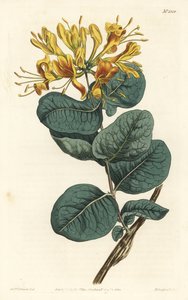 Gulblomstret træbine, Lonicera flava. Håndfarvet kobberstik af F. Sansom Jr. efter en illustration af Sydenham Edwards fra William Curtis