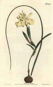 Gul spidsrodet moraea, Moraea fugax (Moraea edulis). Håndfarvet kobberstik af F. Sansom Jr. efter en illustration af Sydenham Edwards fra William Curtis