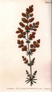 Gul gaillet eller gul mælkevagtel. Farvet kobberstik, illustration af Sydenham Edwards (1768-1819) til Conferences of Botanical, Botanical Garden of Lambeth (England) af Sydenham Teast Edwards