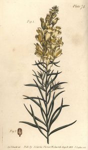 Gul tudsehør eller snapdragon, Antirrhinum majus, Angiospermia. Håndfarvet kobberstik af F. Sansom af en botanisk illustration af Sydenham Edwards til William Curtis