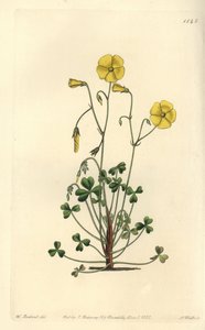 Gul skovsyre, Oxalis micrantha (Cummings oxalis, Oxalis cummingii). Håndfarvet kobberstik af S. Watts efter en illustration af William Herbert fra Sydenham Edwards