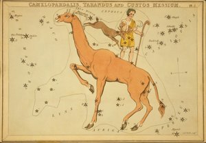 Camelopardalis, Tarandus og Custos Messius, Illustration fra 