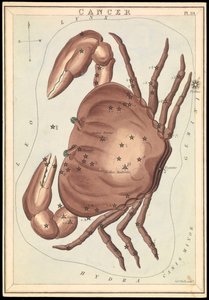 Kræft, ca. 1825 (kort, papir, væv) af Sydney Hall