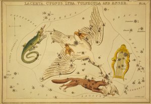 Firben, svane, lyra, ræv og gås, illustration fra 