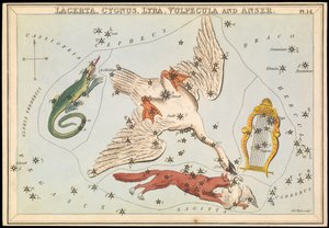 Lacerta, Cygnus, Lyra, Vulpecula og Anser, ca. 1825 (kort, papir, væv) af Sydney Hall
