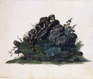 Salamander, akvarel af Sidney Parkinson (ca 1745-1771), Storbritannien