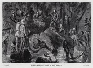 Elefant dræbt af kong Edward VII (litho)