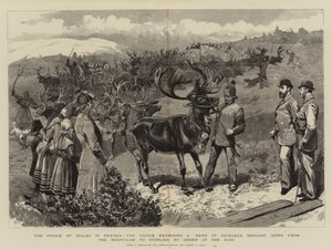 Prinsen af Wales i Sverige, prinsen undersøgte en flok rensdyr bragt ned fra bjergene til Storlien efter kongens ordre af Sydney Prior Hall