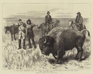 Til det store nordvest med Marquis of Lorne, X, en bøffeljagt i Red River Valley, Coup de Grace af Sydney Prior Hall
