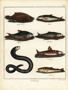 Fiskeri: skrubber, chub, roach, dampe, fjeldørred, ål, loach. 1792 (gravering)