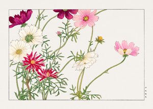 Kosmosblomst fra "Seiyou Sokazufu" af Tanigami Konan