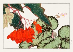 Cracklin Rosie Begonia-blomst fra "Seiyou Sokazufu"