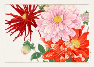 Dahlia-blomst fra "Seiyou Sokazufu"
