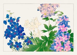 Delphinium-blomst fra "Seiyou Sokazufu"