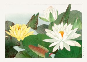 Nymphaea lotus fra "Seiyou Sokazufu