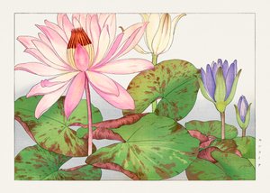 Nymphaea lotus fra "Seiyou Sokazufu
