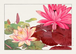 Nymphaea lotus fra "Seiyou Sokazufu