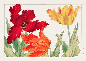 Papegøje-tulipan fra "Seiyou Sokazufu"