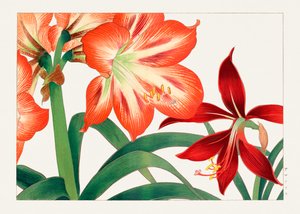 Vintage amaryllisblomst fra "Seiyou Sokazufu"