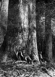 Kæmpeeukalyptus, Australien, 1886
