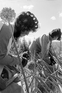 Familiefarmeren Ed Ker på A.M. Ker Ranch dyrker alfalfa- og... af Ted Spiegel