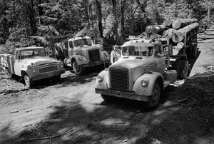 Skovningsmaskiner i en skov, der bliver fældet i Oregon af Ted Spiegel