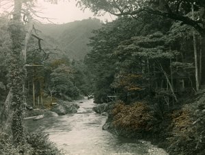 Efterårsskov i Yamanaka-regionen, ca. 1900-1915 (fotografi)