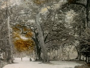 Århundredgamle træer i Shimogamo Park, Kyoto, ca. 1900 - 1915 (fotografi)