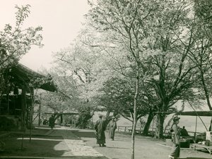 Kirsebærblomster i byen Otsu, øen Honshu, ca. 1900 - 1915 (fotografi) af Teijiro Takagi
