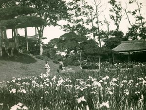 Horikiri Shobuens irishave i Tokyo, ca. 1900-1915 (fotografi) af Teijiro Takagi